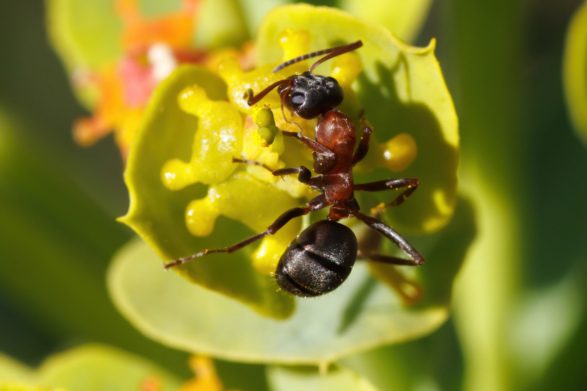 Formica rufibarbis